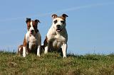 AMSTAFF  ADULT & PUPPIES 097